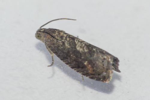 Réf. 278 534 : Grapholita molesta